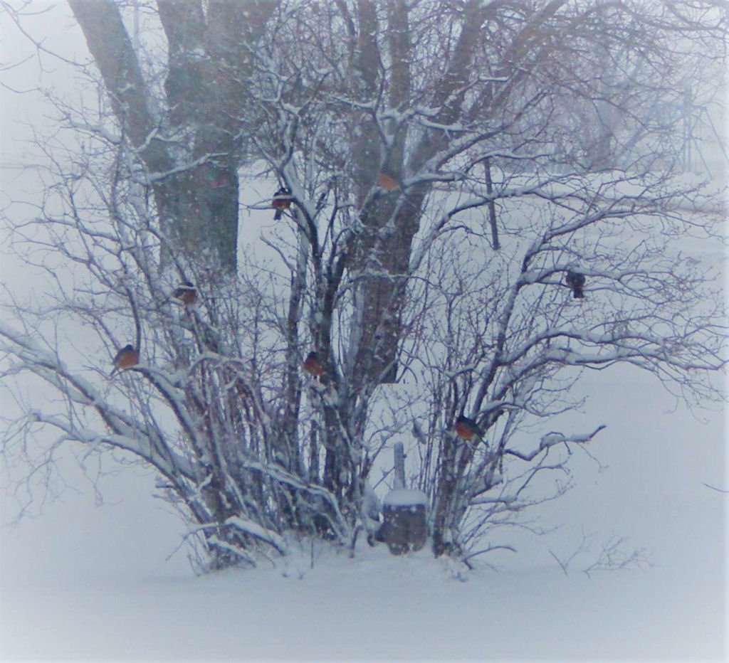 Robins seek refuge from the snow in a bush