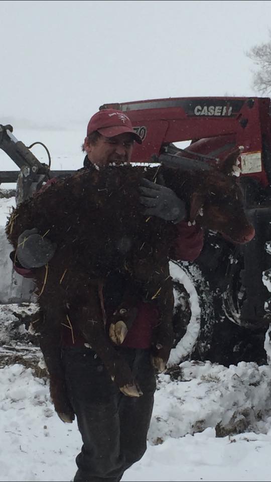The blizzard struck during calving season, causing many farmers to go to extreme measures to protect the newborn livestock.