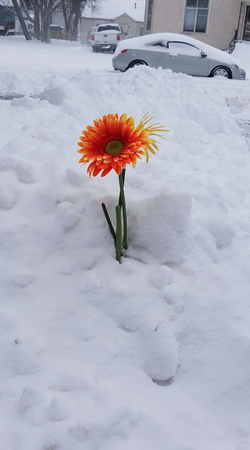 This flower provided a bright spot on an otherwise dreary, and downright treacherous day.