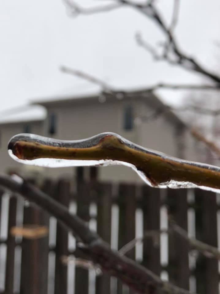 Ice covered branch in southern Sioux Falls