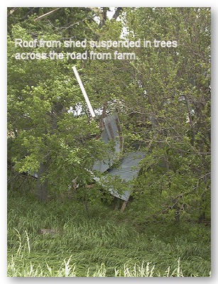 Photo of roof from shed suspended in trees across the road from farm.