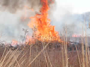 picture of Burn at Indiana Dunes