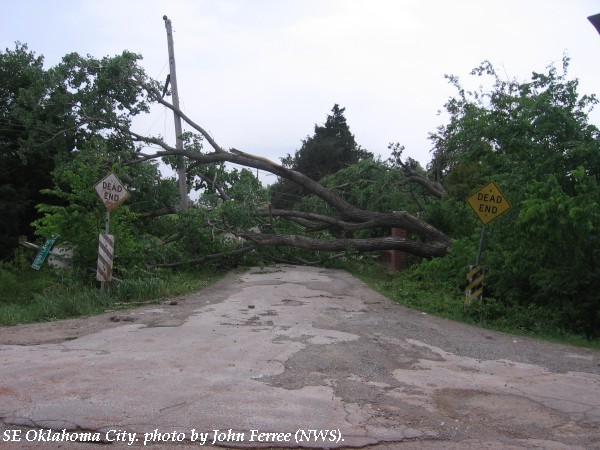 Damage to large trees in southeast Oklahoma City